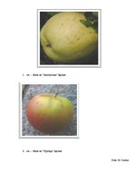 Referāts 'C vitamīna koncentrācija "Sīpoliņa" un "Antonovkas" šķirnes ābolos atkarībā no u', 27.