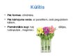 Prezentācija 'Floristiskas kompozīcijas - pušķi', 3.