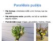 Prezentācija 'Floristiskas kompozīcijas - pušķi', 4.