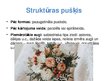 Prezentācija 'Floristiskas kompozīcijas - pušķi', 7.