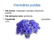Prezentācija 'Floristiskas kompozīcijas - pušķi', 8.