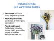 Prezentācija 'Floristiskas kompozīcijas - pušķi', 10.