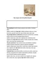 Referāts 'Liepa', 8.