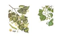 Referāts 'Liepa', 10.