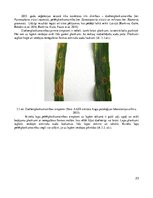 Diplomdarbs 'Ziemas kviešu lapu slimību attīstība atkarībā no šķirnes', 23.