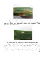 Diplomdarbs 'Ziemas kviešu lapu slimību attīstība atkarībā no šķirnes', 24.