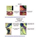 Referāts 'Galma dzīves kultūra baroka laikā', 9.