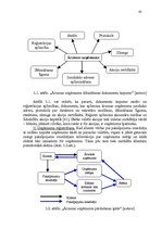 Diplomdarbs 'Ārzonu darbības analīze un to izmantošanas perspektīvas Latvijā', 65.