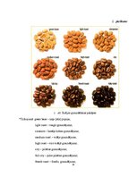 Referāts 'Pupiņu kafija', 14.