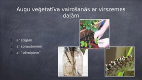 Prezentācija 'Veģetatīvā vairošanās', 5.