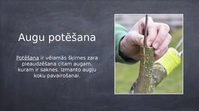 Prezentācija 'Veģetatīvā vairošanās', 6.
