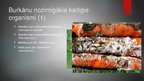 Prezentācija 'Augu aizsardzības sistēma burkāniem', 3.
