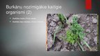 Prezentācija 'Augu aizsardzības sistēma burkāniem', 4.