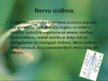 Prezentācija 'Nervu sistēma', 3.