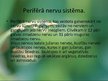 Prezentācija 'Nervu sistēma', 6.
