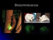 Prezentācija 'Luminiscence', 7.