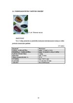 Referāts 'Iepakojums desām', 16.