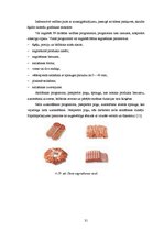 Referāts 'Iepakojums desām', 31.