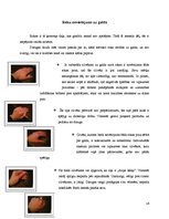 Referāts 'Roku žestu komunikācija', 16.