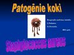 Prezentācija 'Stafilokoki', 1.