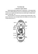 Referāts 'Aktīva dzīvesveida ietekme uz sirds veselību', 4.