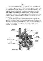 Referāts 'Aktīva dzīvesveida ietekme uz sirds veselību', 6.