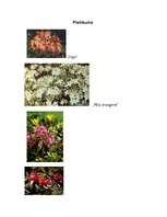 Referāts 'Rododendru selekcija', 8.