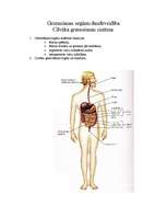 Konspekts 'Barošanās. Gremošanas sistēma', 2.