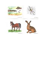 Konspekts 'Runas nodarbība dzimtajā valodā', 17.