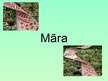 Prezentācija 'Māra', 1.