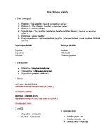 Konspekts 'Latīņu valoda', 1.