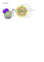 Konspekts 'Cilvēka vīruss un datorvīruss', 2.