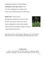 Referāts 'Indīgie augi Latvijā', 11.