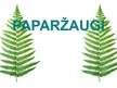 Prezentācija 'Paparžaugi', 1.