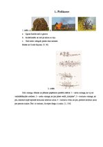 Referāts 'Jāņu nakts tradīcijas', 32.