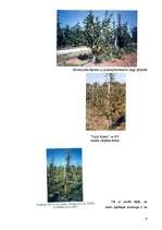 Referāts 'Dārzkopība', 6.