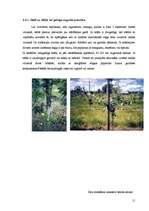 Referāts 'Dārzkopība', 11.