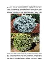 Referāts 'Dārzkopība', 20.