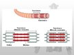 Prezentācija 'Muskuļu fizioloģija', 12.