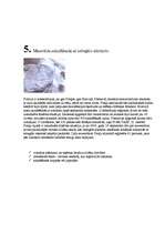 Konspekts '2006.gada pasaules notikumu Top 10', 7.