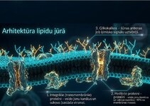 Prezentācija 'Šūnu membrānas un jonu kanāli', 4.