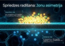 Prezentācija 'Šūnu membrānas un jonu kanāli', 5.