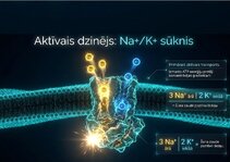 Prezentācija 'Šūnu membrānas un jonu kanāli', 6.
