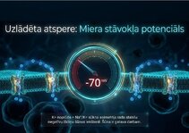 Prezentācija 'Šūnu membrānas un jonu kanāli', 7.