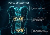 Prezentācija 'Šūnu membrānas un jonu kanāli', 8.