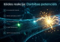 Prezentācija 'Šūnu membrānas un jonu kanāli', 14.