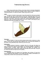 Referāts 'Vikingu perioda kuģošanas līdzekļi un to raksturojums', 10.