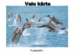 Prezentācija 'Vaļu kārta', 1.