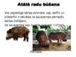 Prezentācija 'Vaļu kārta', 3.