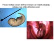 Prezentācija 'Vaļu kārta', 10.